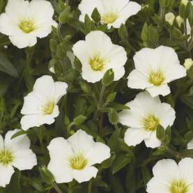Summer White