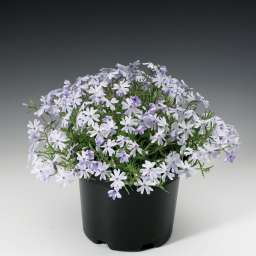 Emerald Cushion Blue