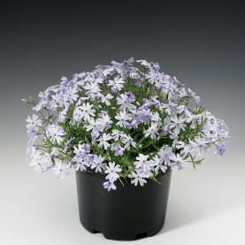 Emerald Cushion Blue