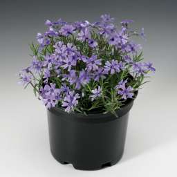 Purple Beauty