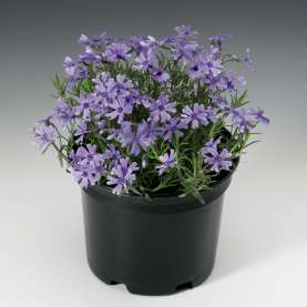 Purple Beauty