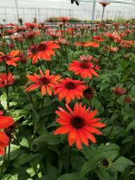 PANAMA™ Red
