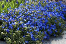 Heavenly Blue