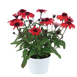 PANAMA™ Red