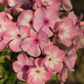 FAMOUS™ PINK