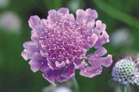 VIVID VIOLET