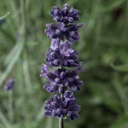 Sentivia™ Early Blue