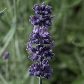 Sentivia™ Early Blue