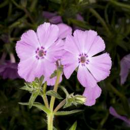 Phlox Trot™ Pink