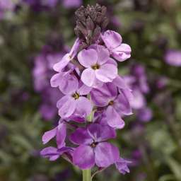 Super Bowl™ Mauve Imp.