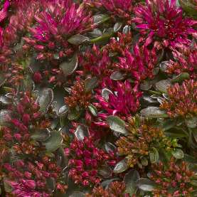 Spot On™ Deep Rose
