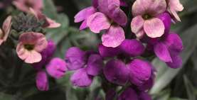 Super Bowl™ Compact Purple