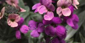 Super Bowl™ Compact Purple