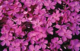 Emerald Pink