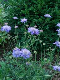 BUTTERFLY BLUE