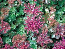 Dragons Blood