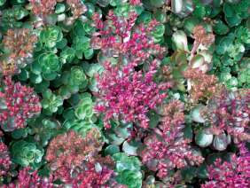 Dragons Blood