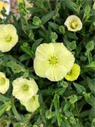 WINTER Lemon