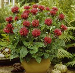 Monarda 'Fireball'