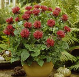 Monarda 'Fireball'