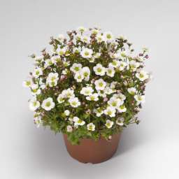 ALPINO EARLY White