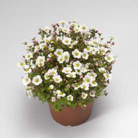 ALPINO EARLY White