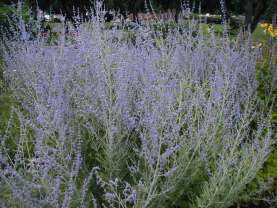 Russian Sage