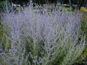 Russian Sage