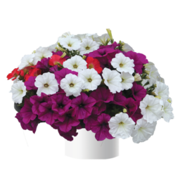 Lights of the Night™