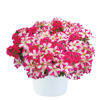 Love at First Bloom™