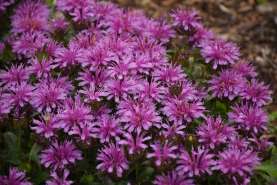 Leading Lady Amethyst