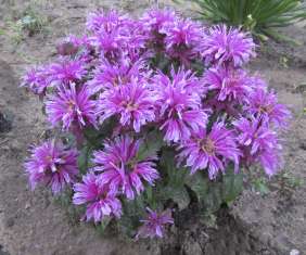 Leading Lady Orchid