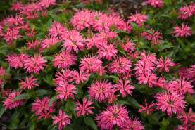 Leading Lady Pink