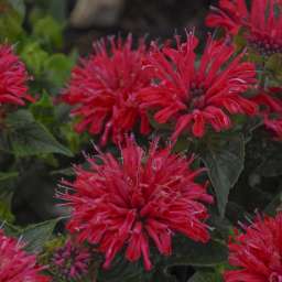 Pardon My Cerise