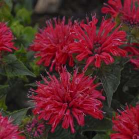 Pardon My Cerise
