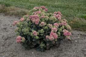 Coraljade