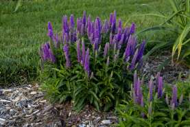 Purple Illusion