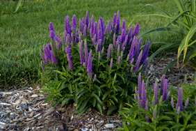 Purple Illusion