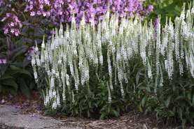 White Wands