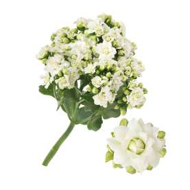 KALANCHOE CUTFLOWERS™ WHITE