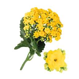 KALANCHOE CUTFLOWERS™ YELLOW
