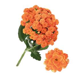 KALANCHOE CUTFLOWERS™ ORANGE
