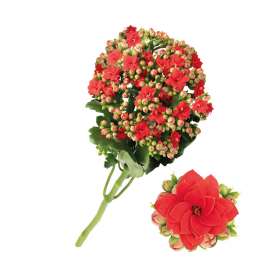 KALANCHOE CUTFLOWERS™ RED