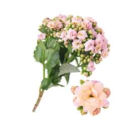 KALANCHOE CUTFLOWERS™ ROSE