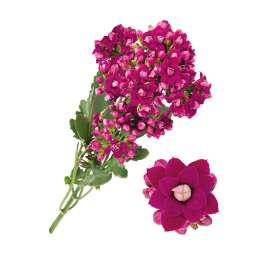 KALANCHOE CUTFLOWERS™ PURPLE