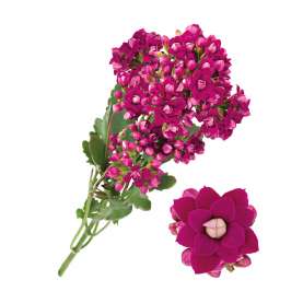 KALANCHOE CUTFLOWERS™ PURPLE