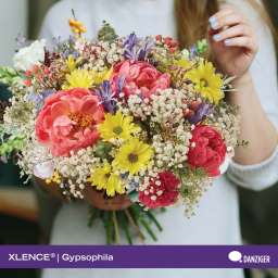 XLENCE®