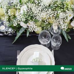 XLENCE®