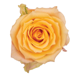SENTI™ ALQUIMIA ECUADOR