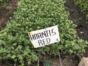 ATLANTIS™ RED